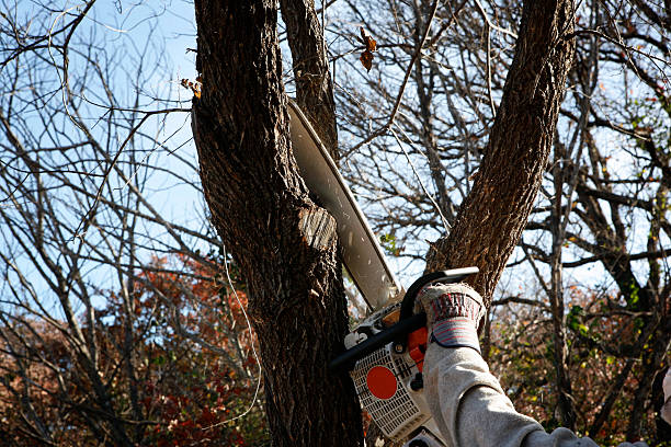 Best Hazardous Tree Removal  in Cnelius, OR