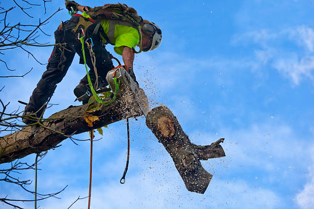 How Our Tree Care Process Works  in  Cornelius, OR